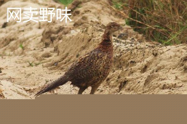 2019年农村冷门致富项目推荐 这8个冷门项目值得去尝试