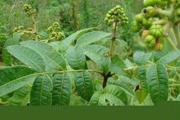 吴茱萸种植前景分析 吴茱萸未来四五年行情预测