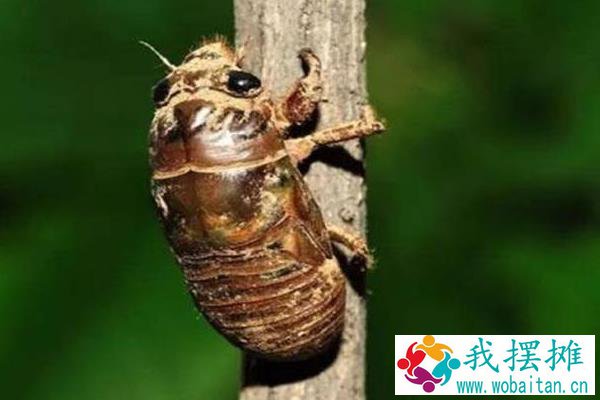 养殖金蝉的利润是多少，养殖期是多少时间