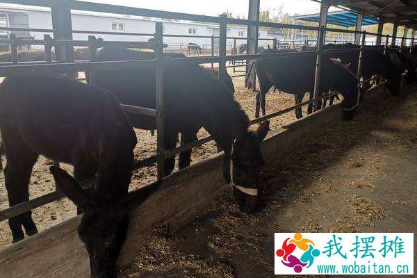 肉驴养殖利润有多大，附成本分析