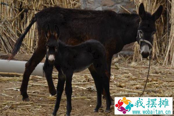 肉驴养殖利润有多大，附成本分析