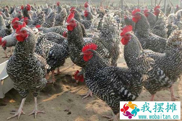 养100只芦花鸡一年利润多少，市场价多少钱一只