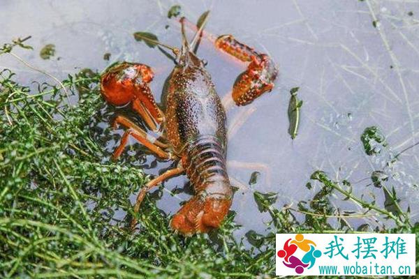 养殖龙虾一亩利润多少，到底赚不赚钱