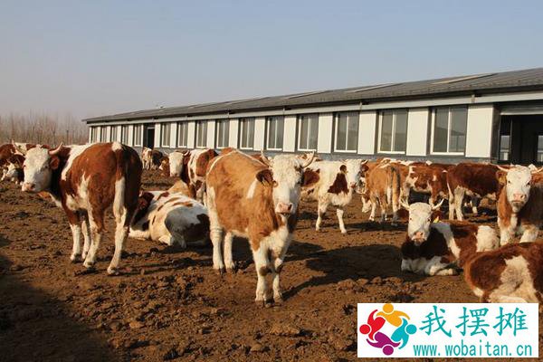养肉牛挣钱吗，和奶牛比哪个更好