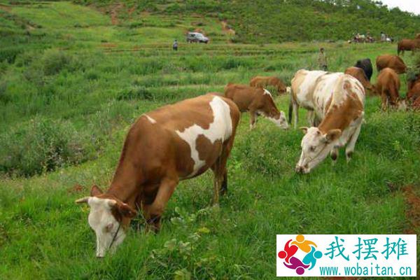 养肉牛挣钱吗，和奶牛比哪个更好