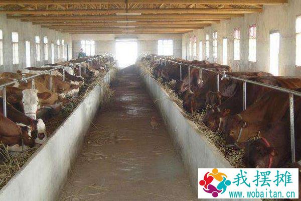 养肉牛挣钱吗，和奶牛比哪个更好