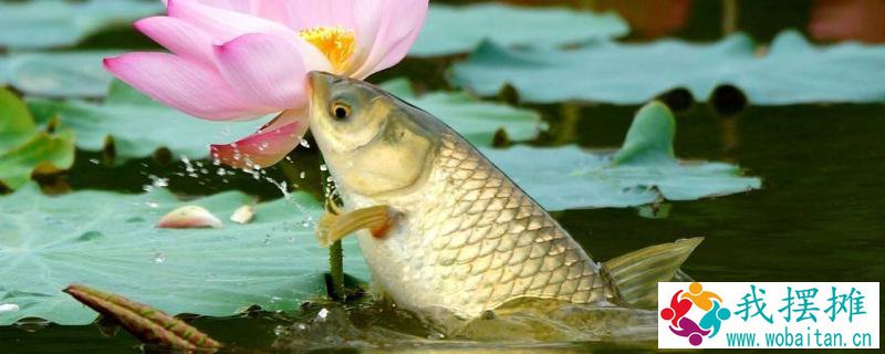 草鱼养殖成本利润计算，喂草鱼赚钱吗
