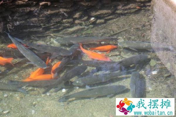 草鱼养殖成本利润计算，喂草鱼赚钱吗
