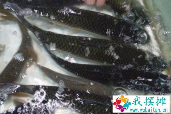 草鱼养殖成本利润计算，喂草鱼赚钱吗