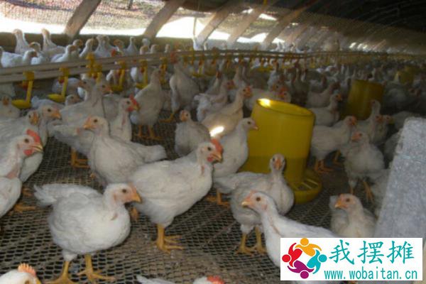 大棚养殖肉鸡利润和成本多少