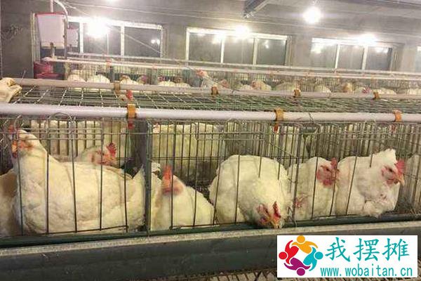 大棚养殖肉鸡利润和成本多少