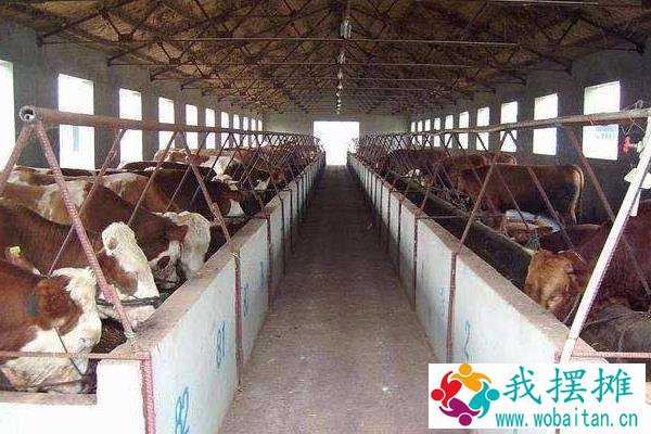 养殖肉牛利润与成本，附前景分析