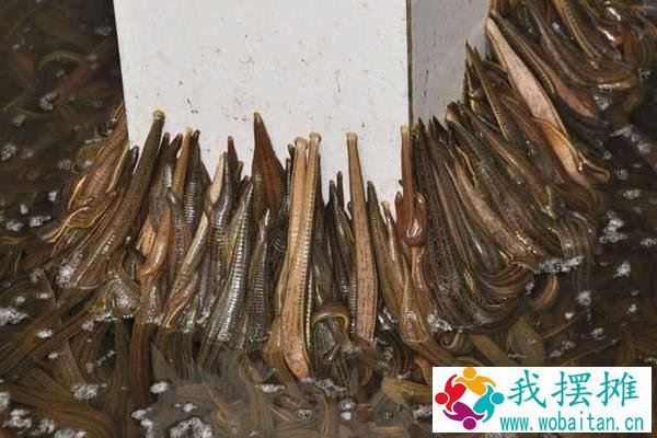 水蛭养殖的困难及风险，养殖需谨慎