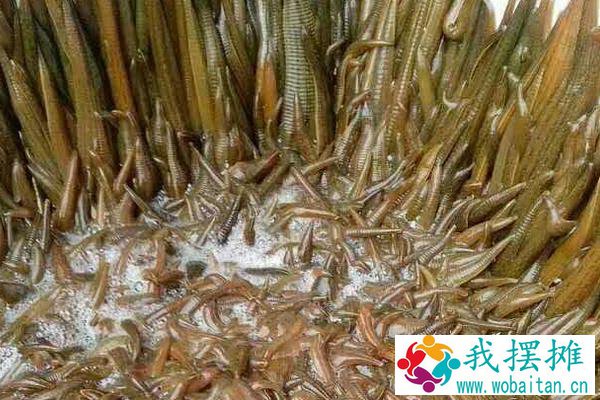 水蛭养殖的困难及风险，养殖需谨慎