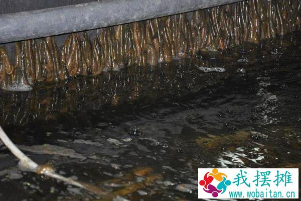 水蛭养殖的困难及风险，养殖需谨慎
