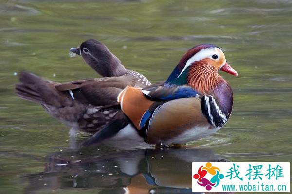 养鸳鸯1000只成本多少？赚钱吗？