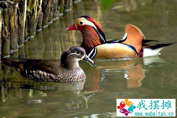 养鸳鸯1000只成本多少？赚钱吗？