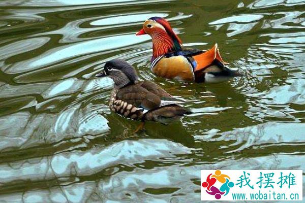 养鸳鸯1000只成本多少？赚钱吗？