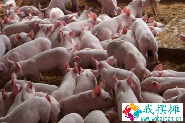 养殖猪的利润分析，100头能赚多少钱？