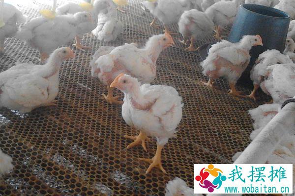 养殖什么时间短见效快，更容易回本