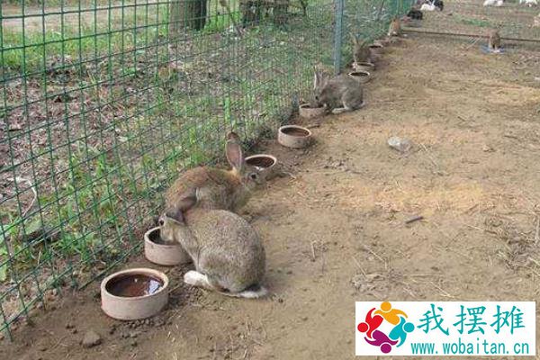 养殖什么时间短见效快，更容易回本