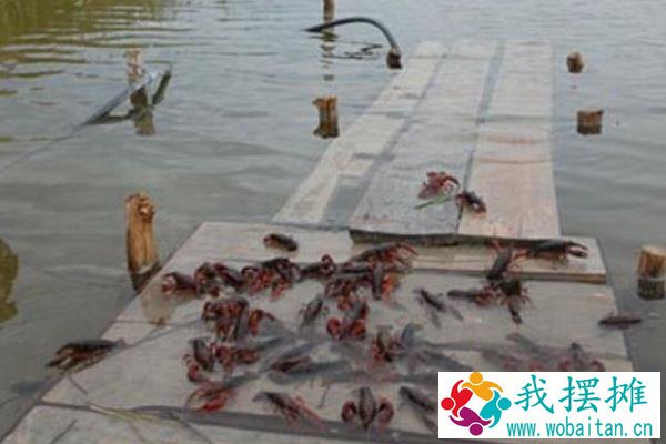养殖什么时间短见效快，更容易回本