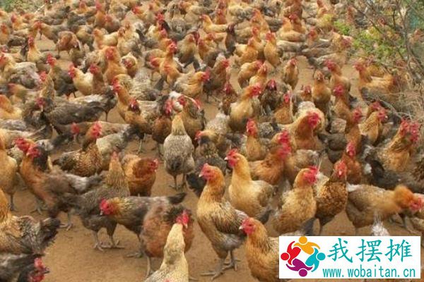 养3000只散养鸡的利润，要多大地方