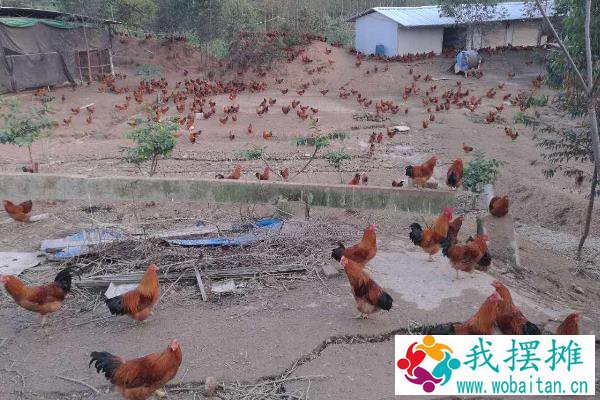 养3000只散养鸡的利润，要多大地方
