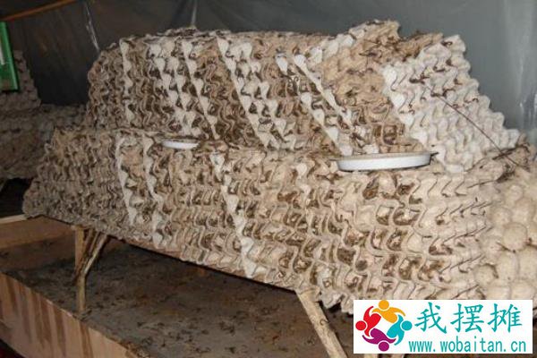 养殖蝎子大概投资多少钱，一亩地可以养多少