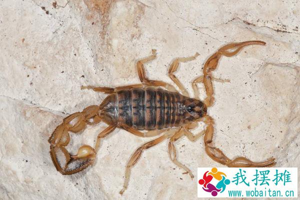 养殖蝎子大概投资多少钱，一亩地可以养多少