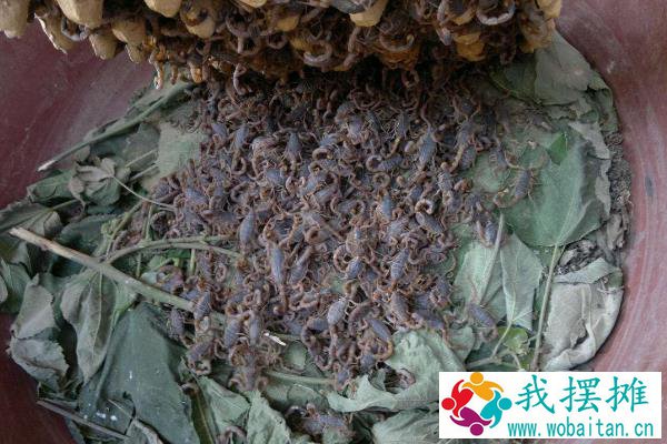 养殖蝎子大概投资多少钱，一亩地可以养多少