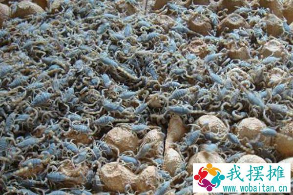 养殖蝎子大概投资多少钱，一亩地可以养多少