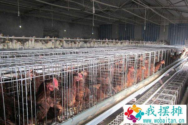 养殖蛋鸡的利润和风险（附成本分析）