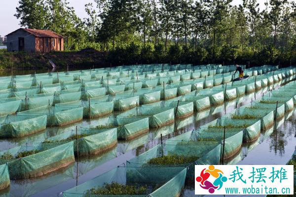 现在黄鳝养殖的最大问题是什么？黄鳝养殖前景与利润分析