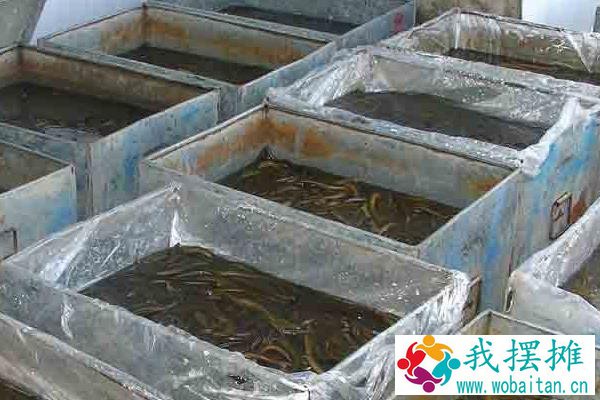 现在黄鳝养殖的最大问题是什么？黄鳝养殖前景与利润分析