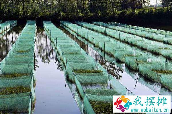 现在黄鳝养殖的最大问题是什么？黄鳝养殖前景与利润分析