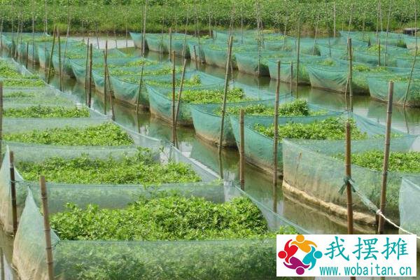现在黄鳝养殖的最大问题是什么？黄鳝养殖前景与利润分析