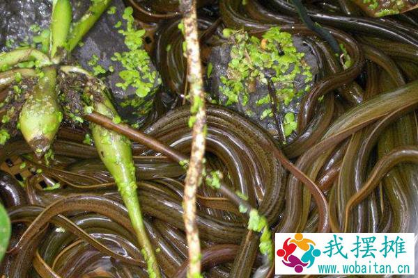 现在黄鳝养殖的最大问题是什么？黄鳝养殖前景与利润分析