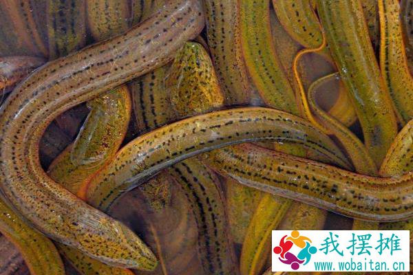 现在黄鳝养殖的最大问题是什么？黄鳝养殖前景与利润分析