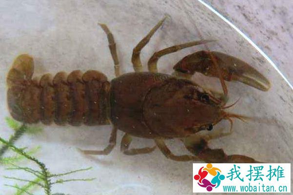 东北喇蛄养殖能成功吗？喇蛄和小龙虾什么区别