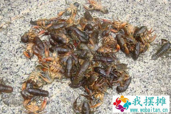 东北喇蛄养殖能成功吗？喇蛄和小龙虾什么区别