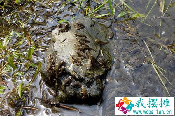 为什么养殖林蛙不挣钱，养殖林蛙需要什么条件，要办什么手续