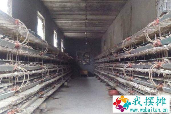 养殖鹌鹑为什么赔钱，附风险和利润分析