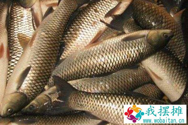 草鱼养殖成本利润计算，草鱼养殖亩产多少斤