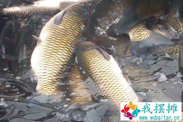 草鱼养殖成本利润计算，草鱼养殖亩产多少斤