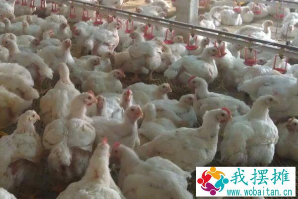 养817鸡的利润与成本，817杂交肉鸡品种介绍