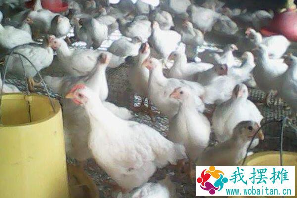 养817鸡的利润与成本，817杂交肉鸡品种介绍