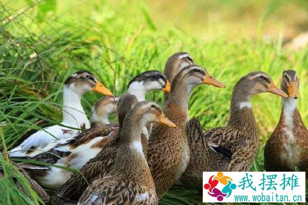 养肉鸭5000千只利润多少？一般多长时间能出栏？