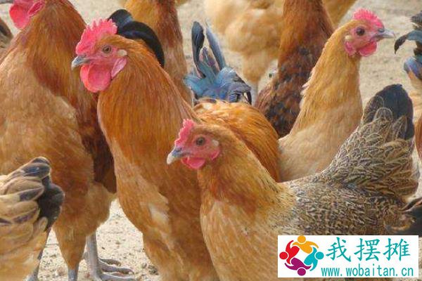 土鸡养殖成本要多少呢？养一百只土鸡利润多少？
