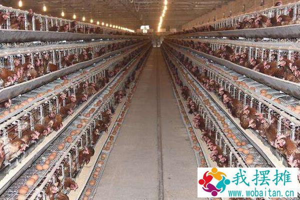 养蛋鸡和肉鸡哪个挣钱？养5000只蛋鸡利润大吗？